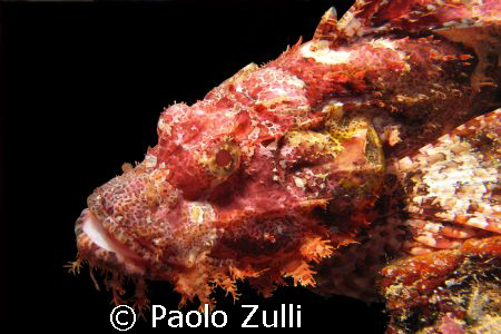 sono brutto ma piaccio by Paolo Zulli 