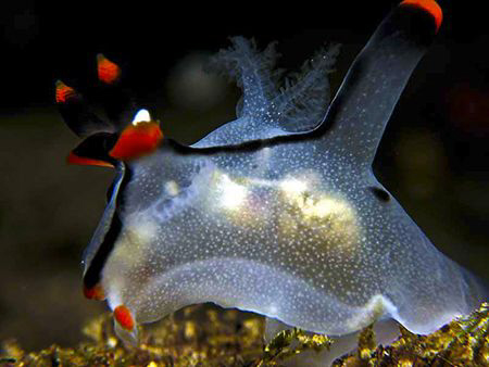 Thecacera picta - Canon S80 with Inon Z240. by Paul Ng 