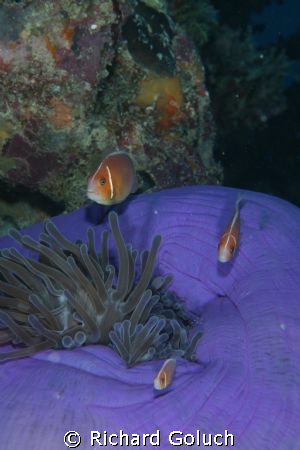 "Daddy ,Mammy and Me little Nemo" by Richard Goluch 
