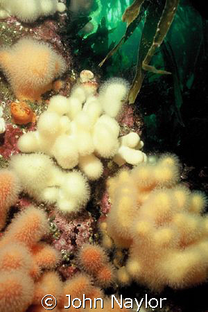 Soft corals (dead mens fingers) St.Abbs.marine reserve.Sc... by John Naylor 