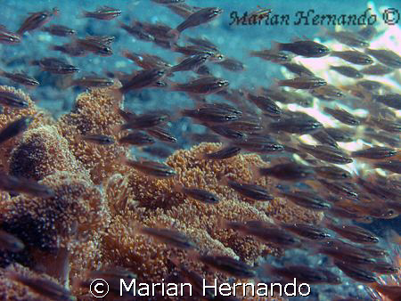 taken in Lembeh, North Sulawesi. by Marian Hernando 