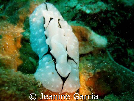 A slug by Jeanine Garcia 