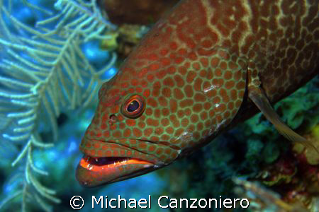 Where are those damn cleaner fish? I  brush and I floss b... by Michael Canzoniero 