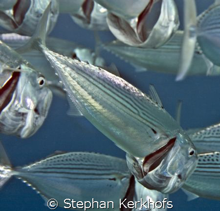 Striped mackerel ( rastrelliger kanagurta) taken with 105mm. by Stephan Kerkhofs 