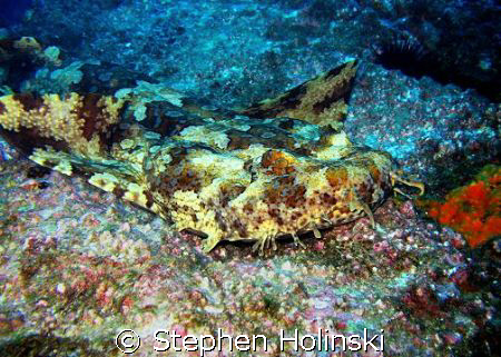 Wobbegong Shark, just relaxing.  South West Rocks, Austra... by Stephen Holinski 