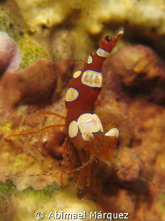 Nice Squat Anemone Shrimp, Crash Boat, Aguadilla, P.R. by Abimael Márquez 