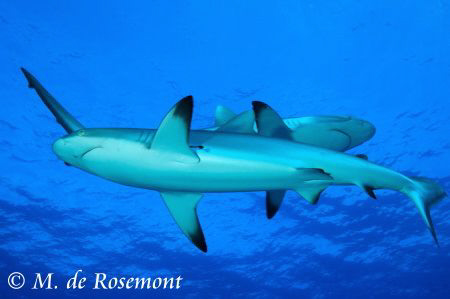 Cross roads! Two black tip sharks. D50/12-24mm (Borabora) by Moeava De Rosemont 
