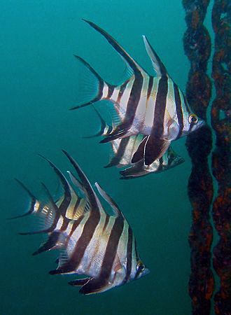 Old wives, Nelson Bay by Doug Anderson 