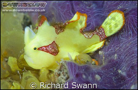 Tiny Juvenile Clown Frogfish, Kapalai Island, Sabah, Born... by Richard Swann 