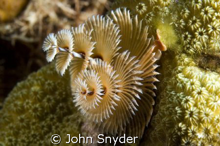 Christmas Tree Worm - Nikon D70 60mm Macro by John Snyder 