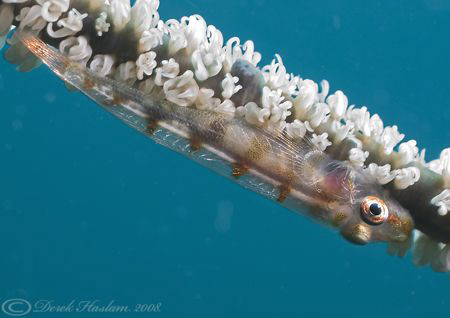 Sea-whip goby. Lembeh. D200, 60mm. by Derek Haslam 