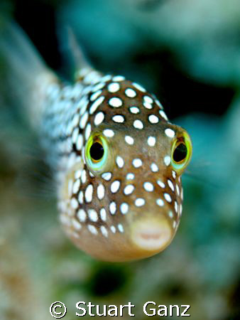 Hawaiian Whitespotted Toby, endemic to Hawaii. 
60mm mac... by Stuart Ganz 