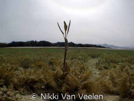 Lonely mangrove shoot far away from the rest, taken in Na... by Nikki Van Veelen 