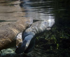 Taken at Crystal River, FL with a Canon Rebel 300, an Ike... by Blair Hughes 