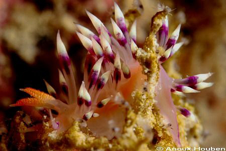 Flabellina exoptata.  by Anouk Houben 