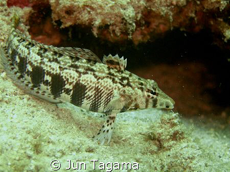 Sharpnose Grubfish (Parapercis cylindrica) by Jun Tagama 