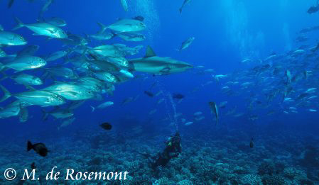 Grey reef shark, school of jack fishes & my buddy. D50/12... by Moeava De Rosemont 