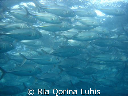 A School of Jackfish, USS Liberty Shipwreck, Tulamben, Ba... by Ria Qorina Lubis 