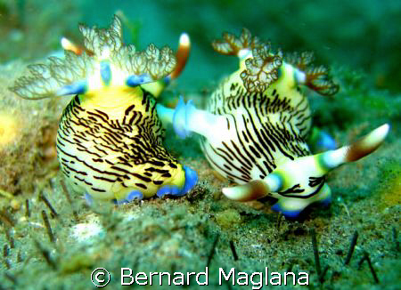 Back To Back/Its always mating season in Dauin by Bernard Maglana 