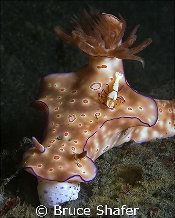 An emperor lobster (Periclimenes imperator) riding on a d... by Bruce Shafer 