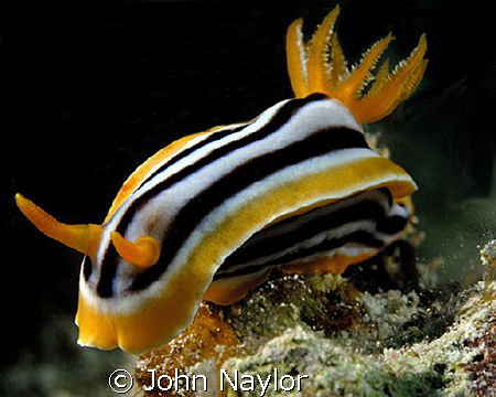 Pyjama slug.D200. 60mm by John Naylor 