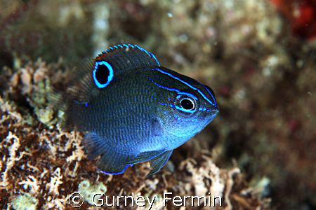 Shot taken at Puerto Galera Mindoro, Philippines by Gurney Fermin 