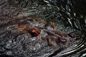 Taken with Canon Rebel 300. Hippo surfacing. by Blair Hughes 