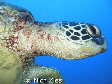 Sea turtle that tried to give me an Eskimo kiss at the Se... by Nich Zies 
