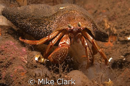 Muck Diving in.................Loch Long, Scotland. About... by Mike Clark 