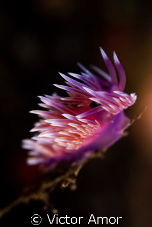 Purple flame  2 by Victor Amor 