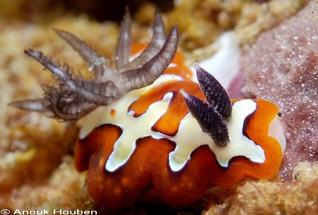 Chromodoris fidelis. Picture taken in Hikkaduwa, Sri Lanka. by Anouk Houben 