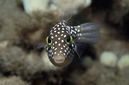 White Spotted Toby by Andy Lerner 