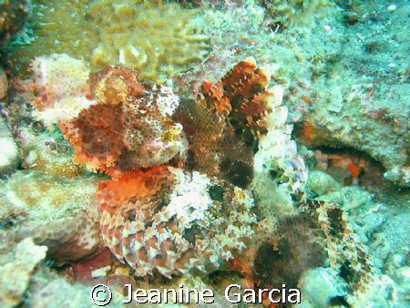 Spot the fish! by Jeanine Garcia 