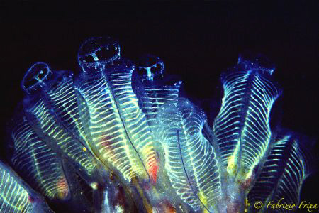 A colony of Tunicati photographed at a depth of -45 durin... by Fabrizio Frixa 