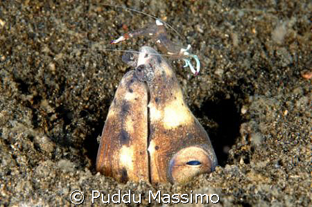 Lembeh strait,nikon d2x 60mm macro by Puddu Massimo 