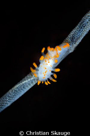 A Limacia clavigera nudibranch sitting on a string of sea... by Christian Skauge 