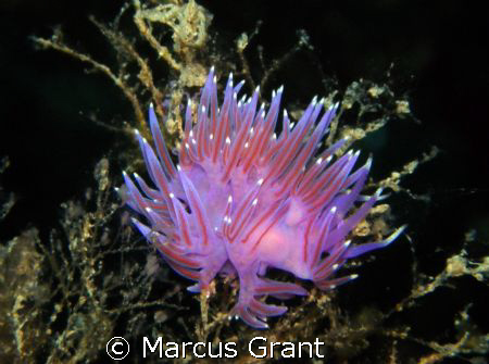 This newdibranch was hidden just inside the doorway to th... by Marcus Grant 