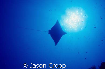 Spotted eagle ray swimming overhead at North Pole Cave, S... by Jason Croop 