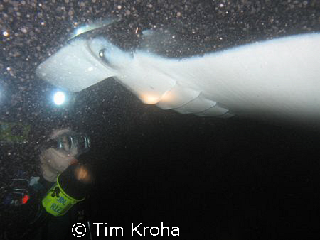 Manta Ray (10-12' wingspan) & my wife (Kona, Hawai'i) by Tim Kroha 