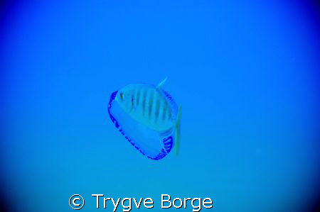 Stay away from my mobile home ! by Trygve Borge 