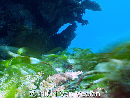 Seagrass movement taken with a very slow shutter (1 secon... by Nikki Van Veelen 
