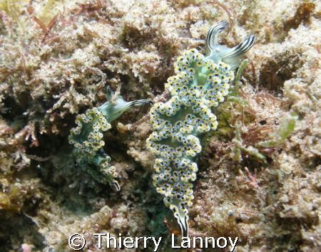 Mexican Dancer Nudibranch in the Sea of Cortez by Thierry Lannoy 