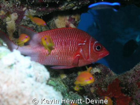 Masa Alarm 2008 - Nikon Coolpix 5400 - Sea & Sea YS90 Aut... by Kevin Hewitt-Devine 