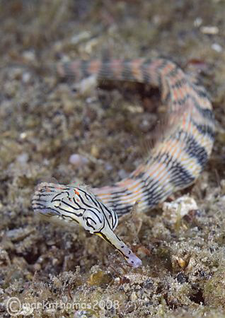 Orange Spotted Pipefish.
Lembeh Straits.
60mm. by Mark Thomas 