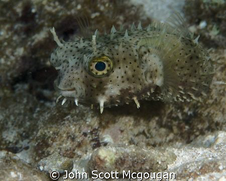 Spotted Burrfish off of the Reefhouse Resort's pier, on R... by John Scott Mcgougan 