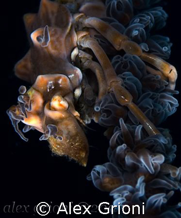 Xeno crab - Xenocarcinus tuberculatus by Alex Grioni 