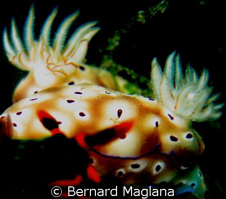 PEEPING NUDI/A naughty one from Dauin... by Bernard Maglana 