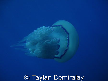 Aliens of the Deep by Taylan Demiralay 