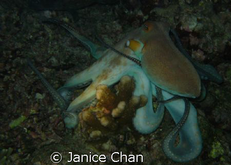 Octopus shot during a sunset dive in Similan Island.  by Janice Chan 