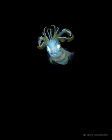 BOO! this guy was really small.  i guess he was trying to... by Larry Medenilla 